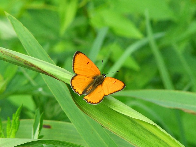 Lycaena dispar e Bombus pascuorum?